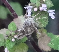 Autographa gamma