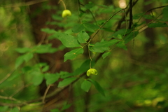 Euonymus verrucosus