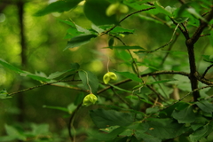 Euonymus verrucosus