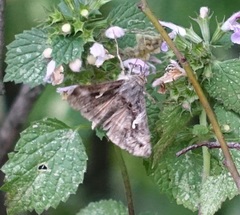 Autographa gamma