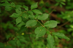 Euonymus verrucosus