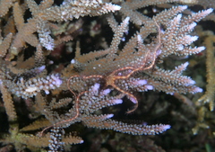 Ophiothrix purpurea image