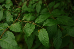 Euonymus verrucosus