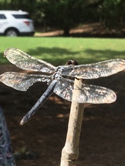 Libellula axilena