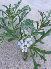 Cakile maritima