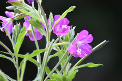 Epilobium hirsutum