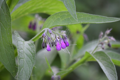 Symphytum officinale