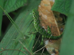 Anolis gemmosus
