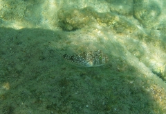 Torquigener flavimaculosus