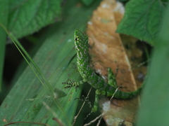 Anolis gemmosus