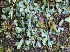 Marchantia paleacea