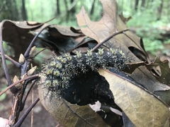 Hemileuca maia