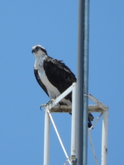Pandion haliaetus