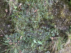Marchantia paleacea