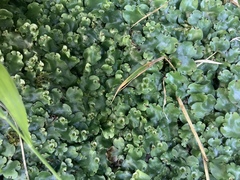 Marchantia paleacea