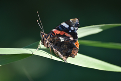 Vanessa atalanta