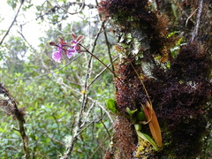 Caucaea