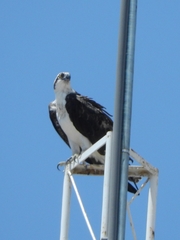 Pandion haliaetus