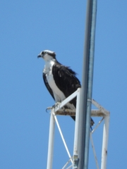 Pandion haliaetus