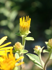 Pentanema helveticum