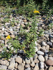 Pentanema helveticum