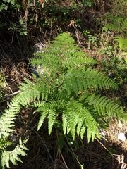 Pteridium tauricum
