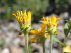 Pentanema helveticum