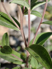 Pentanema helveticum