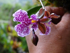 Caucaea