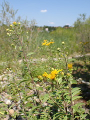 Pentanema helveticum