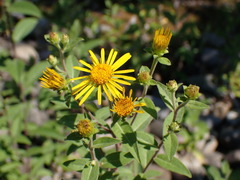 Pentanema helveticum