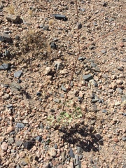 Eriogonum arizonicum