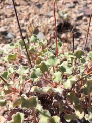 Eriogonum arizonicum