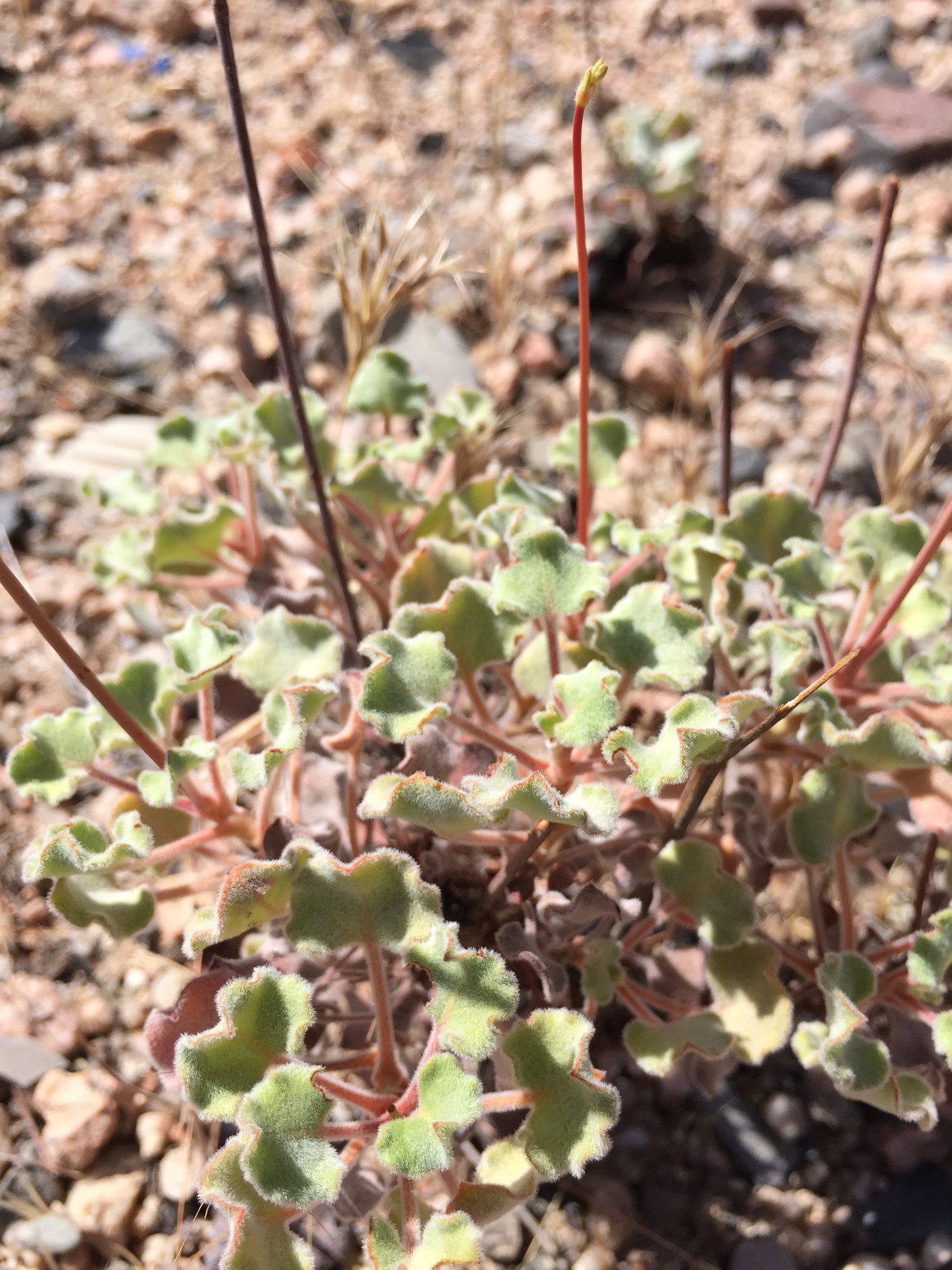 Eriogonum arizonicum