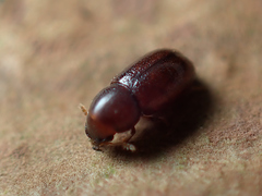 Cis castaneus