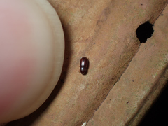 Cis castaneus