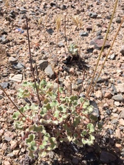 Eriogonum arizonicum