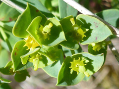Euphorbia portlandica