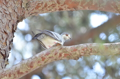 Columba livia domestica