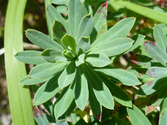 Euphorbia portlandica