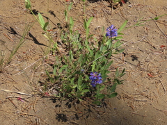 Penstemon euglaucus