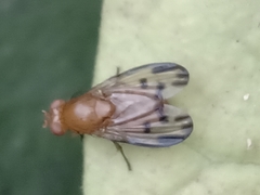 Lauxaniinae