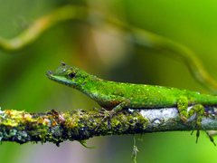 Anolis gemmosus