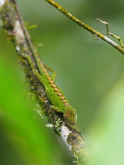 Anolis gemmosus