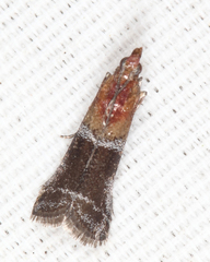 Moodna pallidostrinella