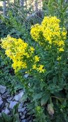 Solidago virgaurea taurica