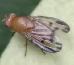 Lauxaniinae
