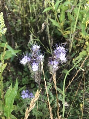 Phacelia tanacetifolia
