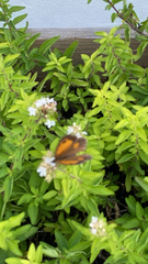 Pyronia tithonus