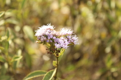 Chromolaena leivensis